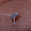 Mealy bug (male)