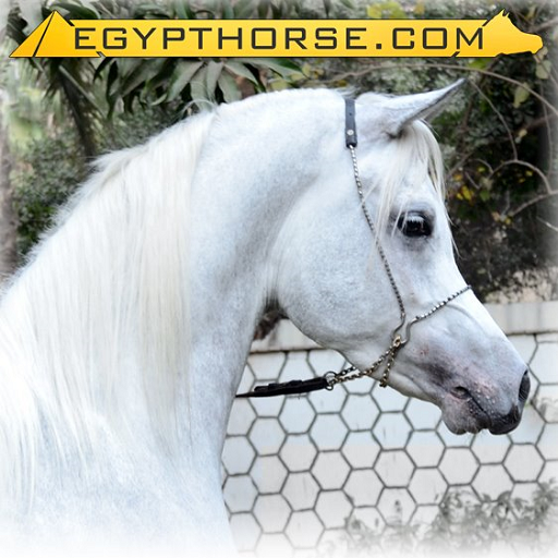 Egypt Horse LOGO-APP點子