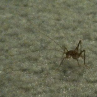 Carpet Grasshopper
