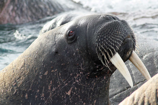 An arctic walrus seen during a G Adventures expedition.