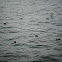 Black-Headed Gulls