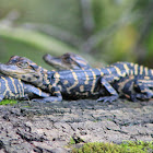 Baby Gators