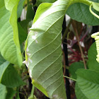 Green tree ant Nest