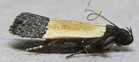 Coverdale's Anacampsis Moth