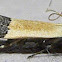 Coverdale's Anacampsis Moth