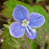 Germander Speedwell