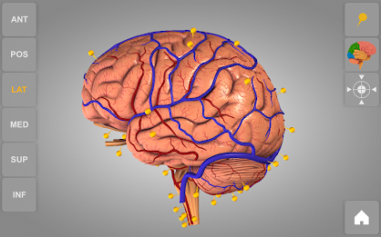 Brain 3D Anatomy Lite poster 1
