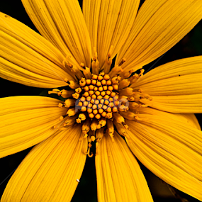 wild yellow by Srimanta Ray - Flowers Flowers in the Wild