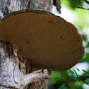 Bracket Fungi (shelf fungi)