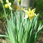 Daffodil