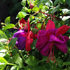 Fuschia