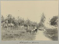 Kokospalmen, Coronie