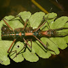 'Touch Me Not' Stick Insect, Phasmid