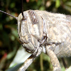 Egyptian Locust. Langosta egipcia