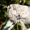 Egyptian Locust. Langosta egipcia