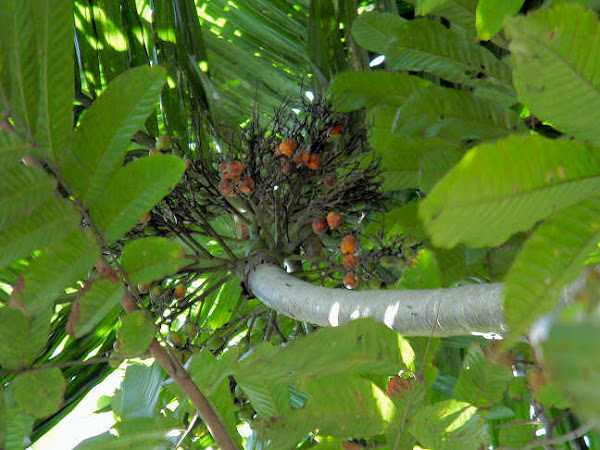 areca nut palm, betel nut palm, pinang | Project Noah