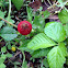 Indian Stawberry