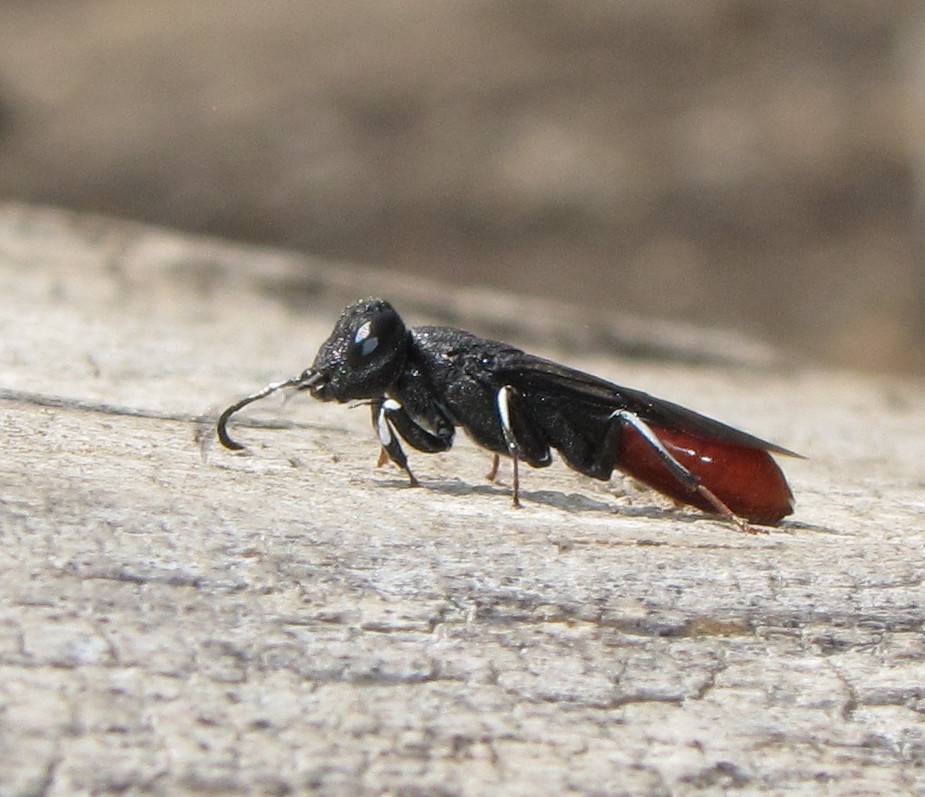 Orussid wasp