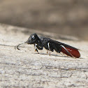 Orussid wasp