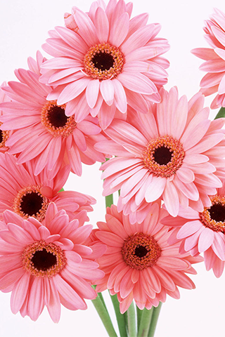 Pink Flowers Wallpapers