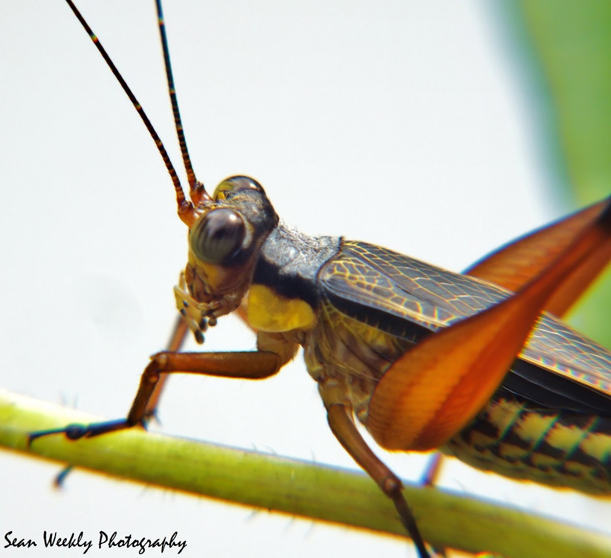 Unknown Grasshopper