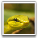 Snake Wallpapers logo