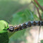 Interrupted Dagger Moth