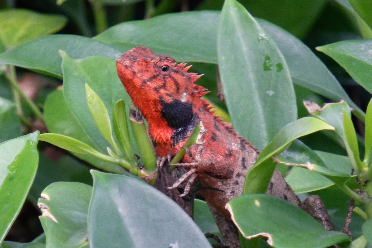 Oriental garden lizard 變色樹蜥