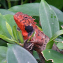 Oriental garden lizard 變色樹蜥