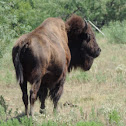 American Bison         American Buffalo