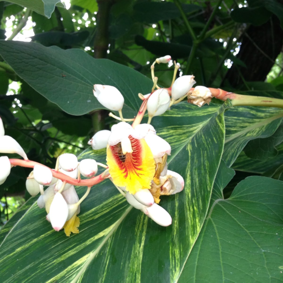 Variegated Shell Ginger Project Noah