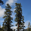 North Plateau Ponderosa pine