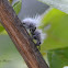 White Velvet Ant / Wingless Wasp