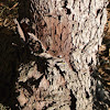 Eastern Redbud Tree Bark