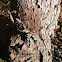 Eastern Redbud Tree Bark