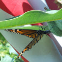 Monarch Butterfly.