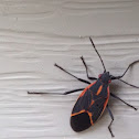 Eastern boxelder bug
