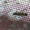 Bamboo Longhorned Beetle