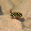 Sunburst Diving Beetle