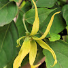 Ylang Ylang / Kenanga (Ind)