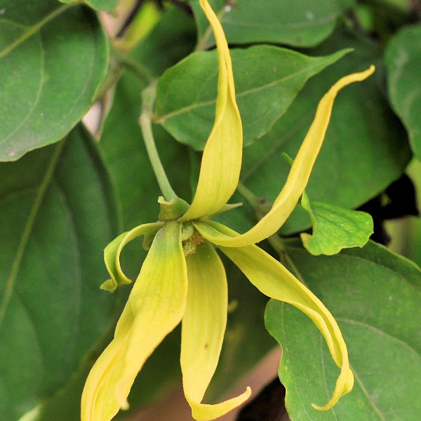 Perfume and Fragrant Plants Project Noah