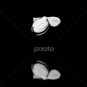 Sadness by Chantal Bellefeuille - Flowers Tree Blossoms