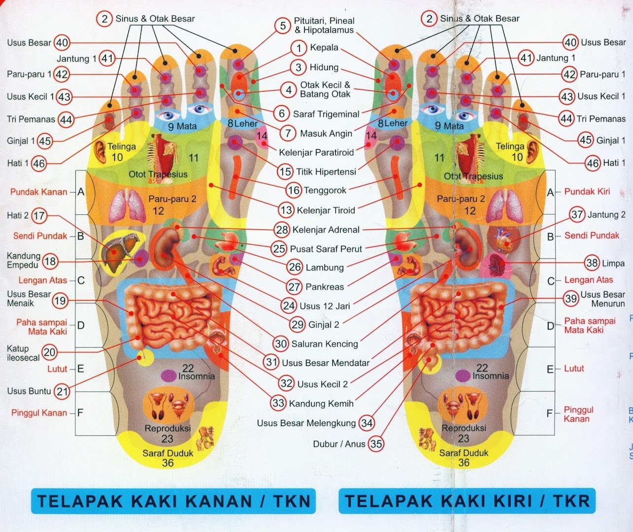 Pijat refleksi kaki - Google Play Store revenue & download 