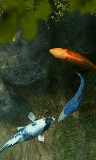 Koi Fish 1 live wallpaper