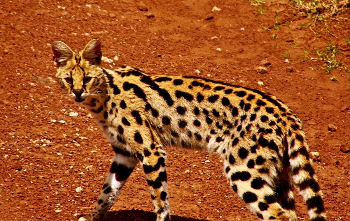 Serval cat