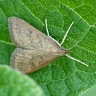 Celery leaftier moth