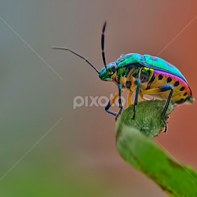 Colourful Existence : A Macro by Chiradeep Mukhopadhyay - Animals Insects & Spiders