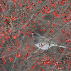 Dark-eyed Junco