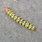Azaela caterpillar