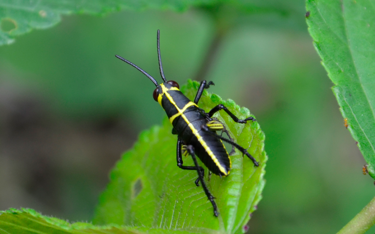 Lubber grasshopper nymph